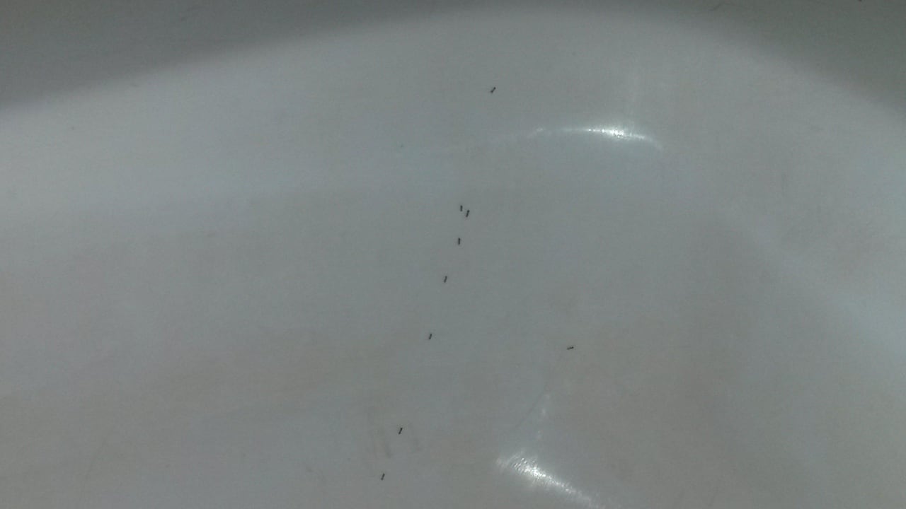 Tiere in der Dusche Ghazala Beach