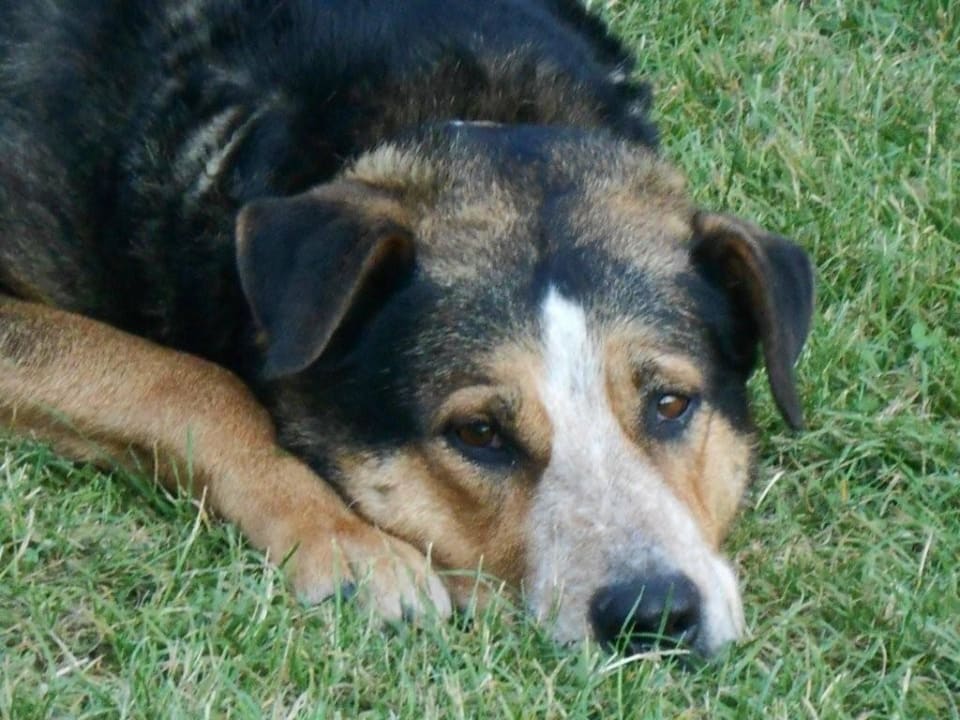 Unser Hofhund Trixi Ferienhof Turmkeller