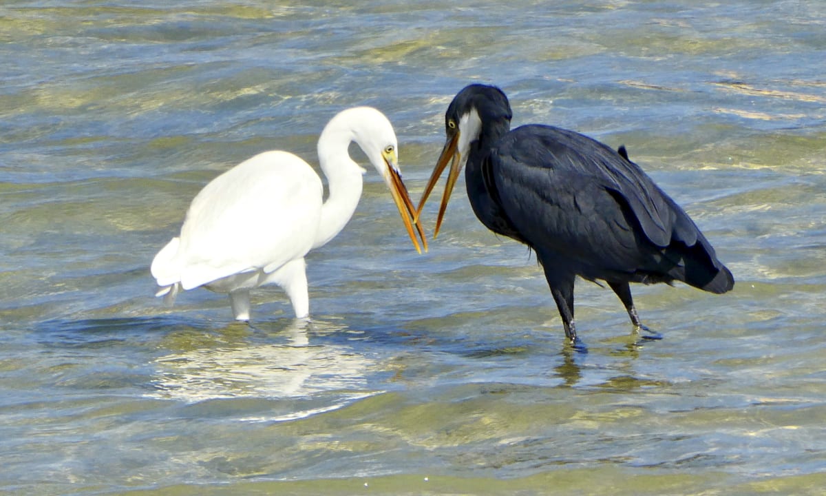 Strand Marina View Port Ghalib Hotel
