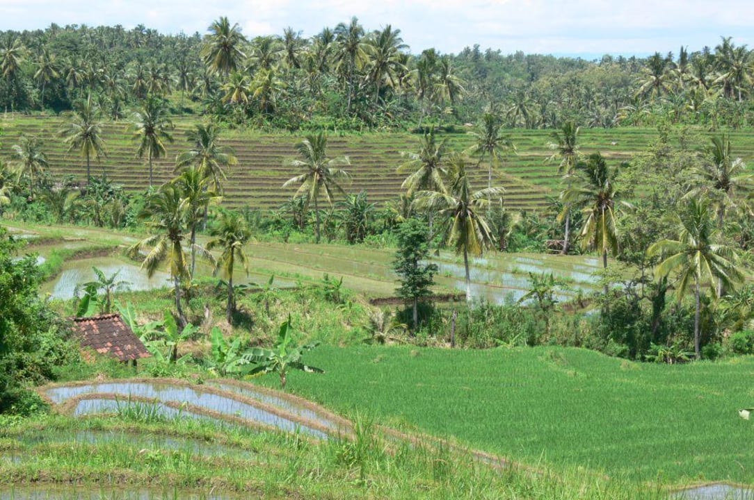 Reisfelder Hotel Taman Wana Villas & Spa