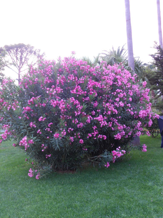 Oleanderbaum Labranda Alantur Resort