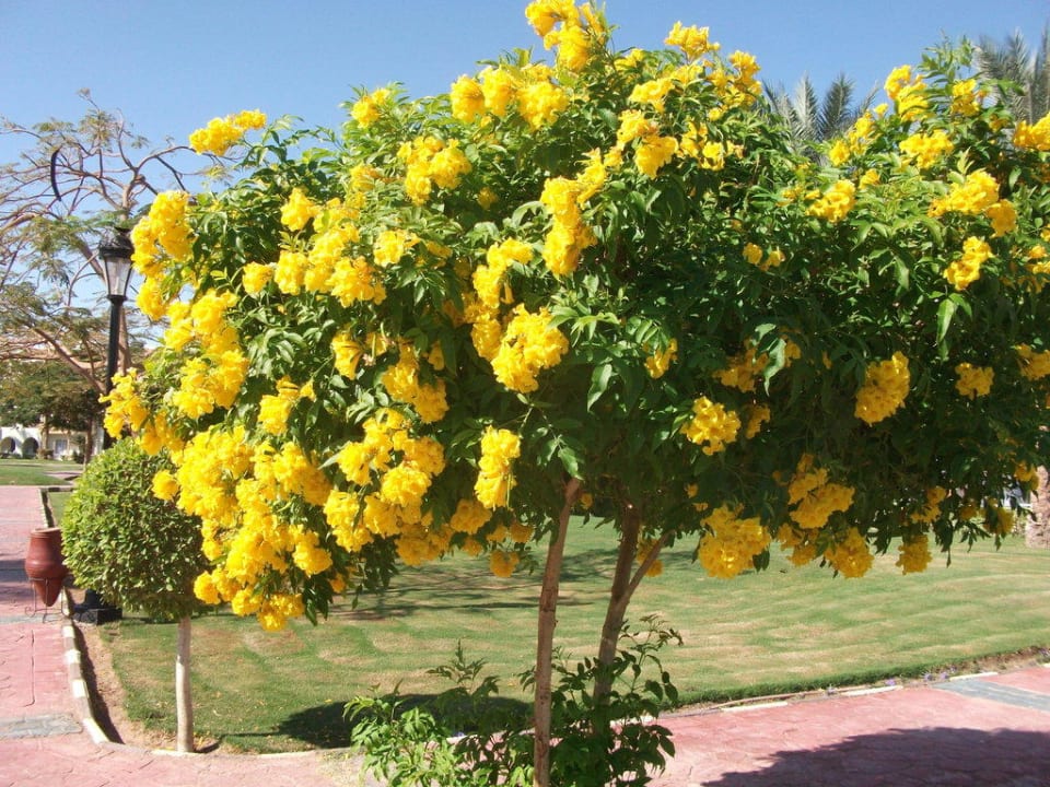 Вид Pickalbatros Dana Beach Resort - Hurghada