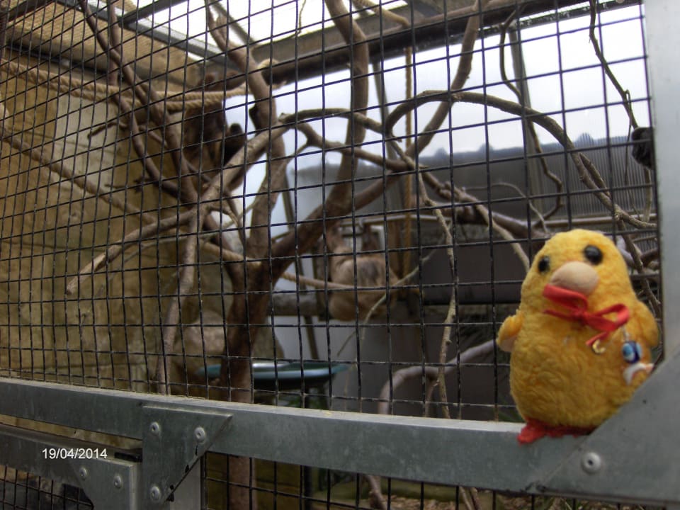 Cheeky at Amazon World Ocean View Hotel