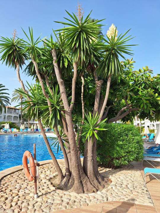 Pool Alcudia Garden Aparthotel