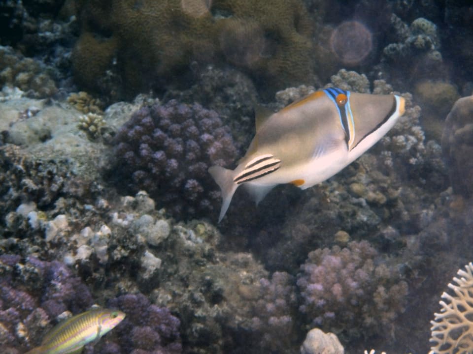 Strand Steigenberger Coraya Beach - Adults only