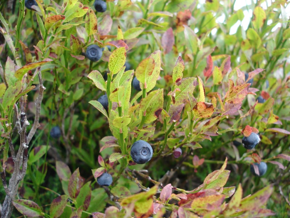 Gartenanlage Klausenstein - Gutshof Hollersbach