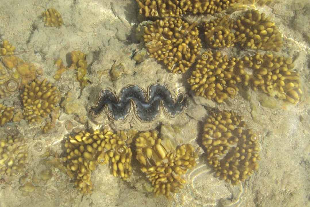 Woda Hotel El Faraana Reef Resort