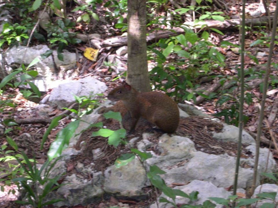 Capybara Wasserschwein,Hoteldschungel Iberostar Waves Quetzal