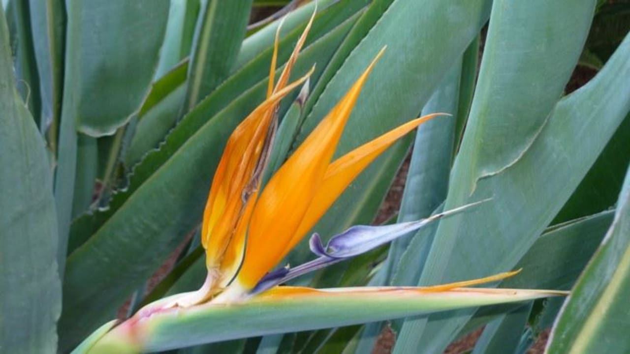 Überall schön bepflanzt Grand Hotel Holiday Resort