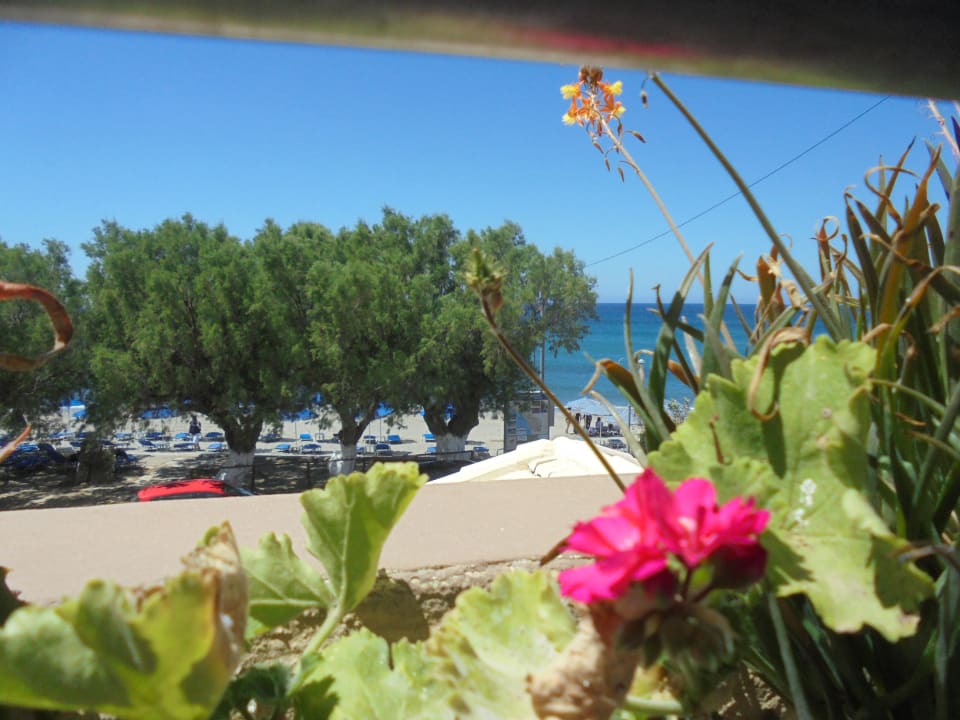 Ausblick Alianthos Beach Hotel