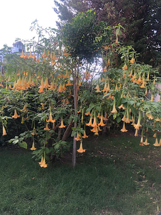 Gartenanlage Saturn Palace Resort Hotel