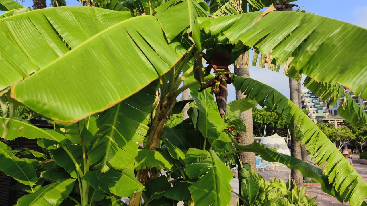 Gartenanlage Limak Limra Hotel & Resort