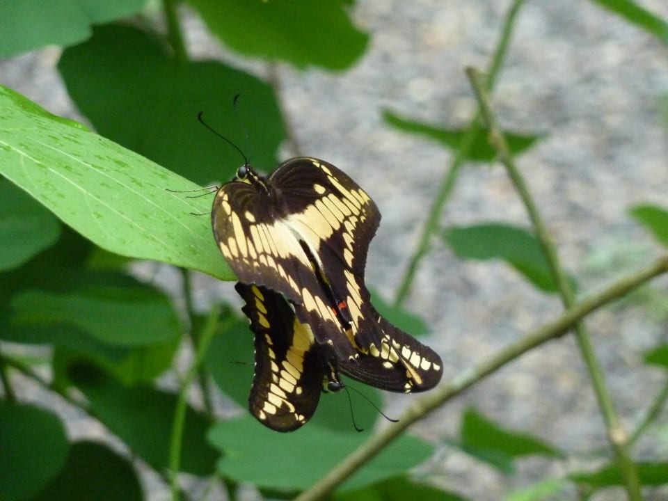 Bewohner des Schmetterlingshauses Hotel & Club Punta Leona
