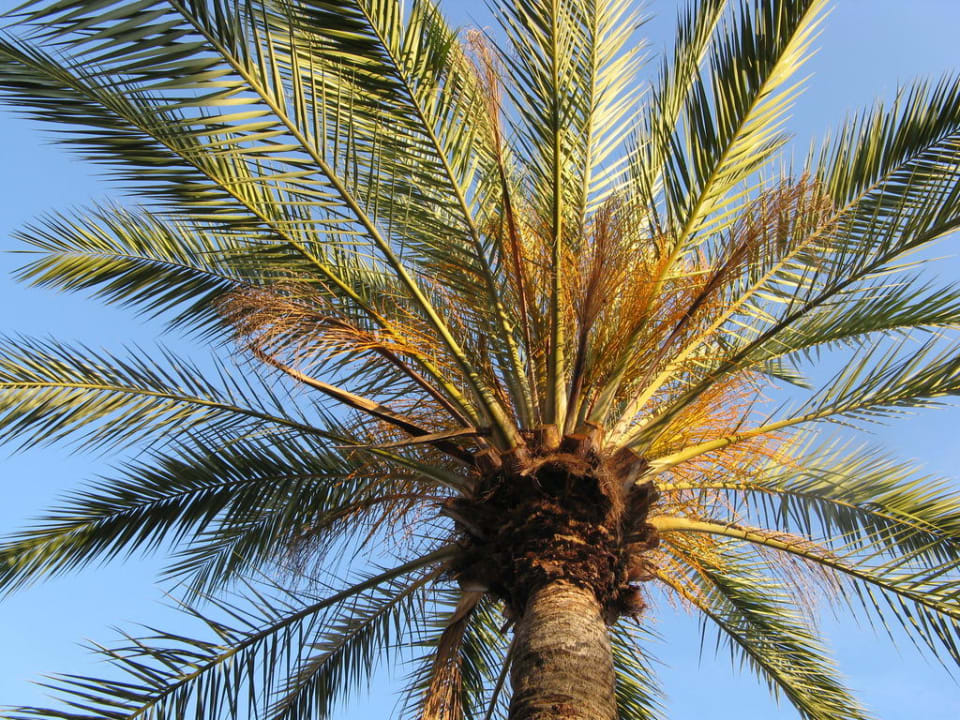 Palme Holiday Village Majorca
