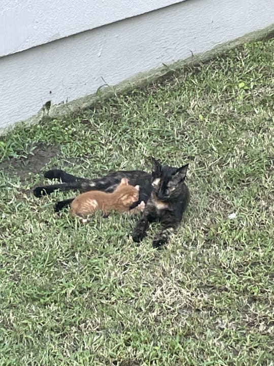 Gartenanlage Sherwood Exclusive Kemer