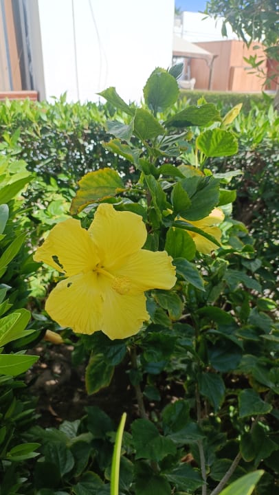 Gartenanlage Marlin Inn Azur Resort