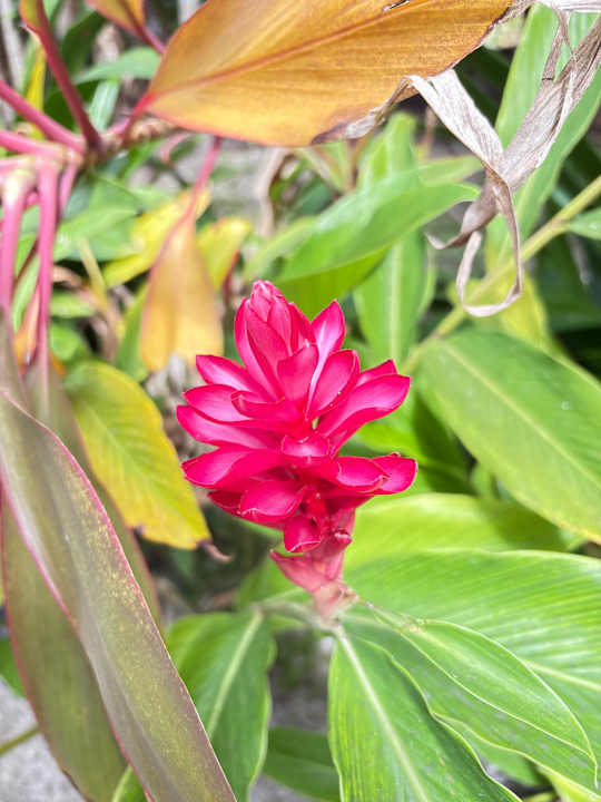 Gartenanlage Adaaran Select Hudhuran Fushi - Premium All Inclusive