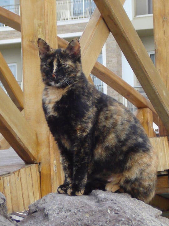 Unser schwangeres Pflegekind Adalya Resort & Spa - Adults Only