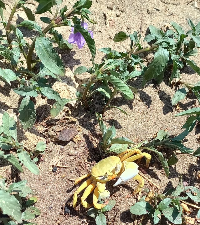 Strand Brayka Bay Resort