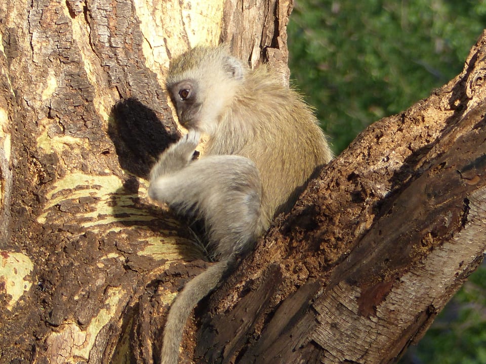 Affe im Garten Hotel Amboseli Sopa Lodge