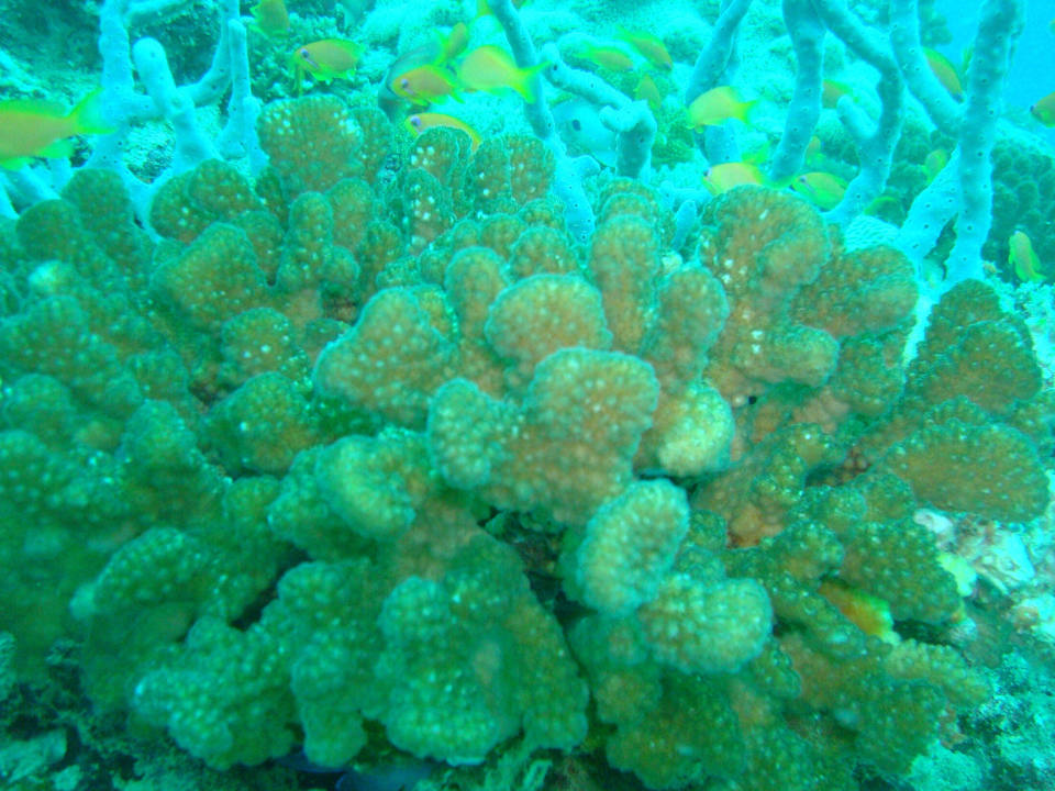 Unterwasserwelt NH Collection Maldives Reethi Resort