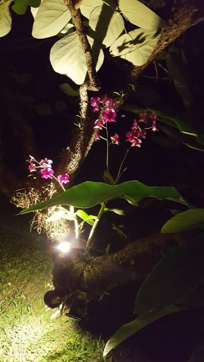 Gartenanlage Bangsak Village