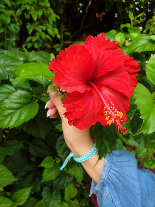 Gartenanlage Akumal Bay Beach & Wellness Resort