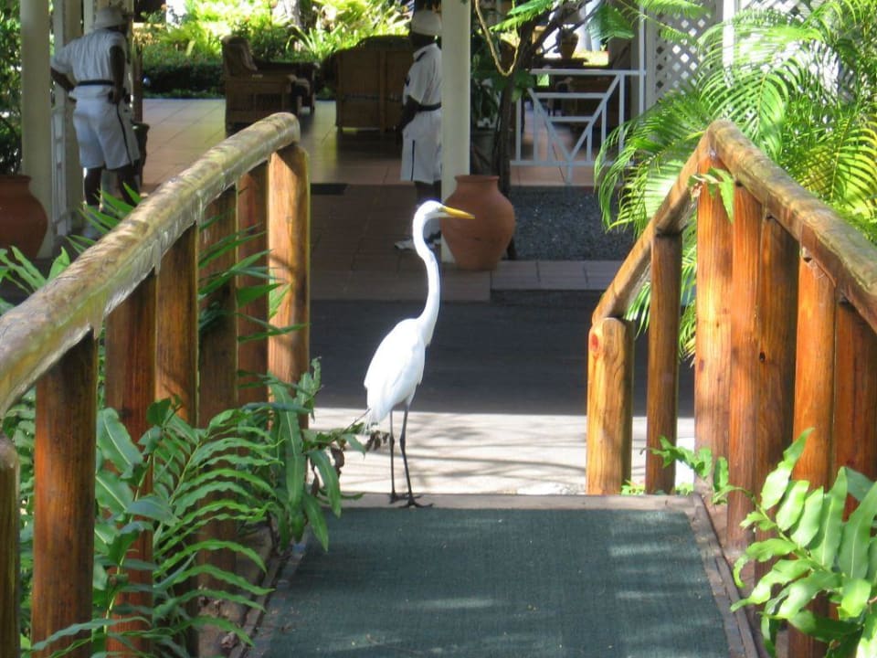 Auch ein Gast? Grand Palladium Select Bávaro Resort & Spa