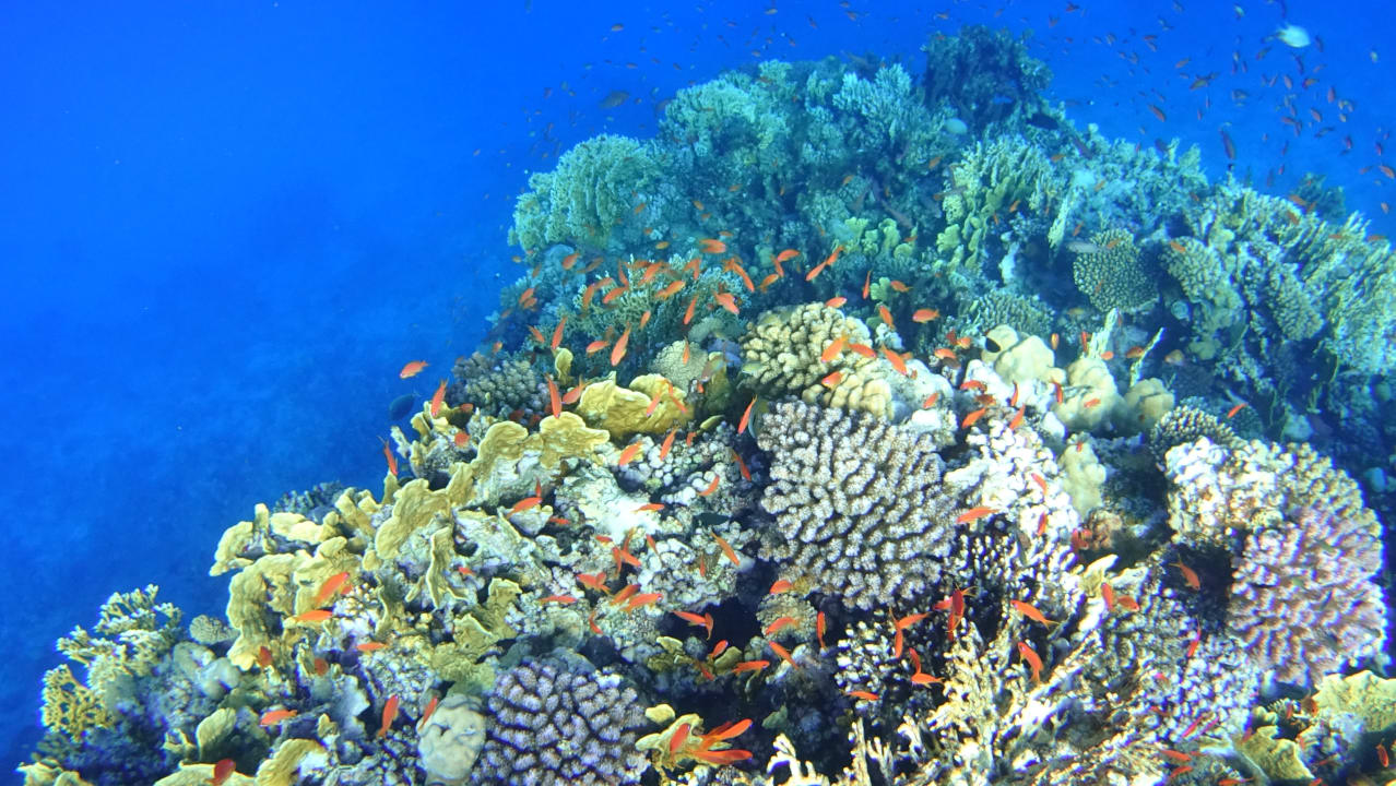 Strand Steigenberger Coraya Beach - Adults only