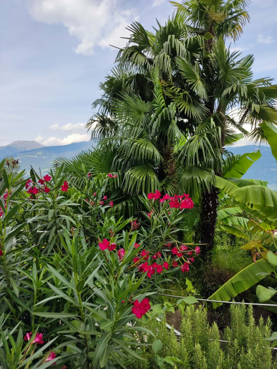 Gartenanlage Sonnenhof Hotel & Appartements