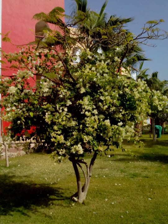 Auch schöne Bäume im Garten Arabia Azur Resort