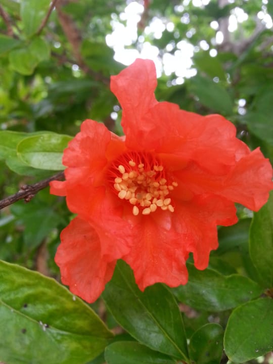 Blumen Zafiro Mallorca