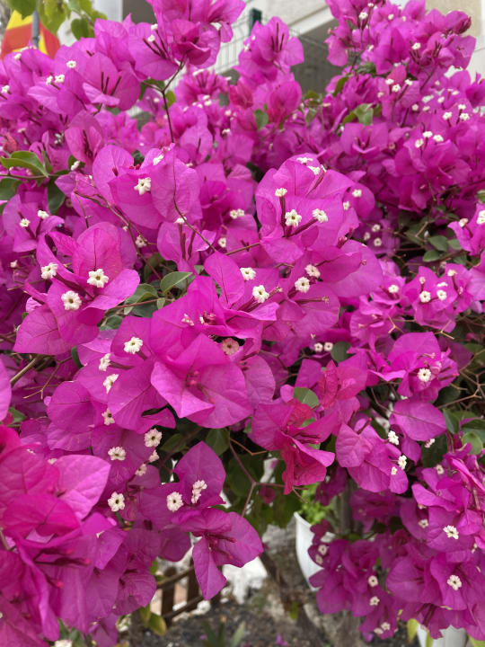 Gartenanlage Servatur Alameda de Jandía