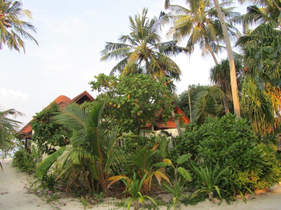 Vegetation ROBINSON MALDIVES