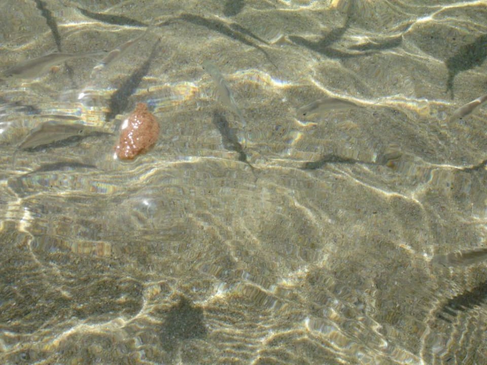 Fische werden gefüttert Akrathos Beach Hotel