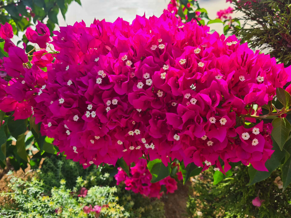 Gartenanlage Iberostar Selection Creta Marine