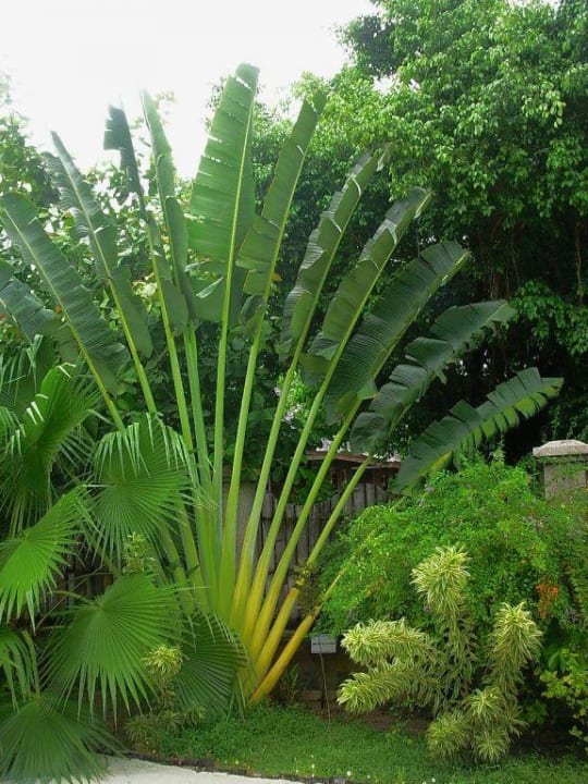 Vegetation auf der Insel Sun Siyam Olhuveli