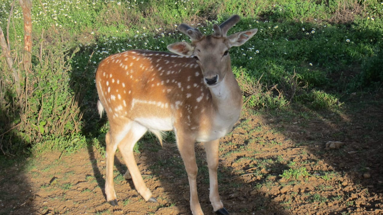 Tiergehege Hotel Popilia Country Resort
