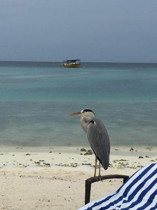 Strand Summer Island Maldives