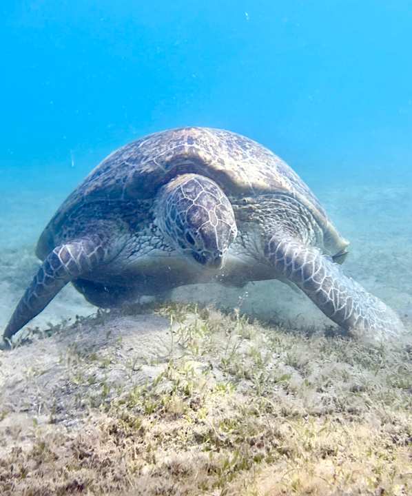 Sport & Freizeit JAZ Elite Amara