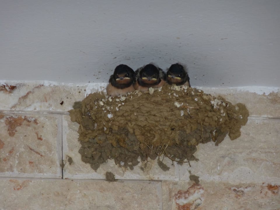 Die 3 Tenöre, sind die nicht süß Hotel Maistrali