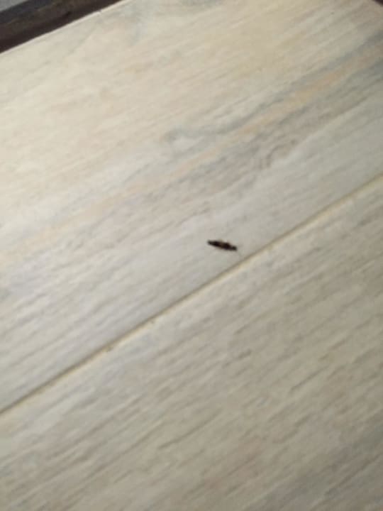 Krichende Tiere Sunmelia Beach Resort