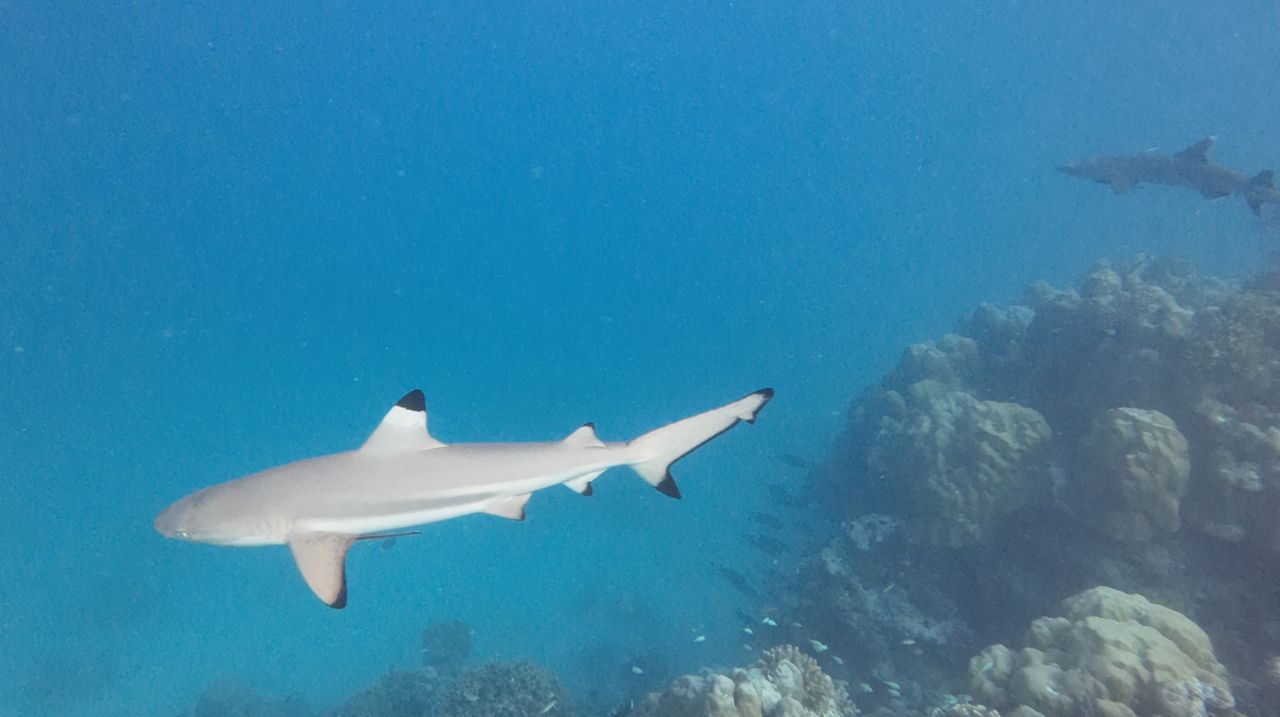 Strand Adaaran Club Rannalhi - All Inclusive