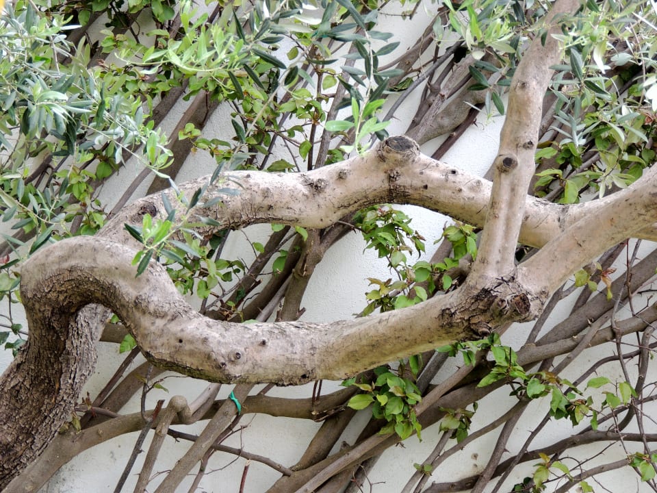 Gartenanlage Hotel Terme Royal Palm