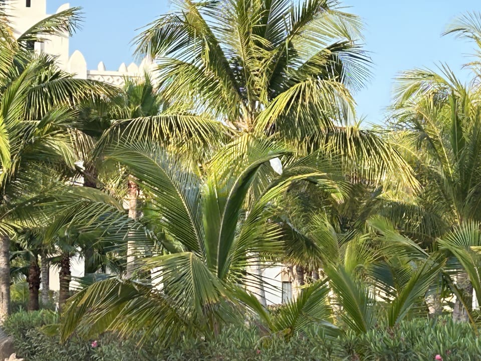 Gartenanlage Hotel Riu Karamboa