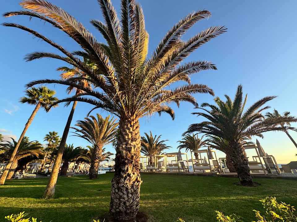 Gartenanlage Hotel Riu Palace Tenerife
