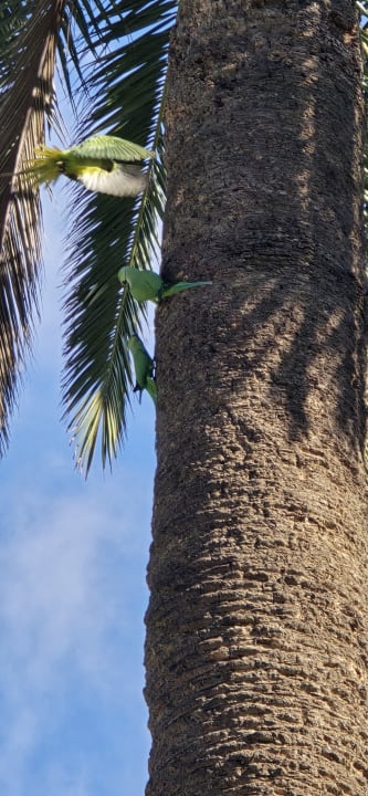 Gartenanlage Hotel Riu Palace Oasis