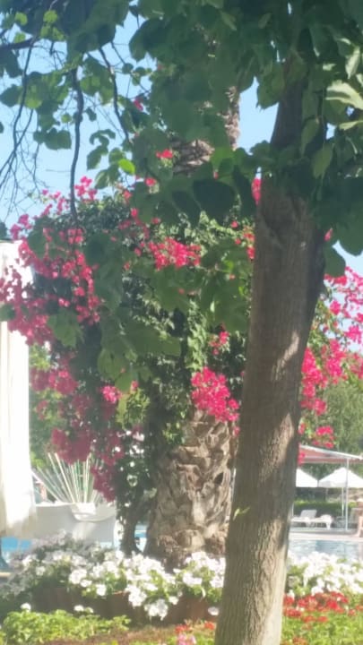 Paradies Le Jardin Resort