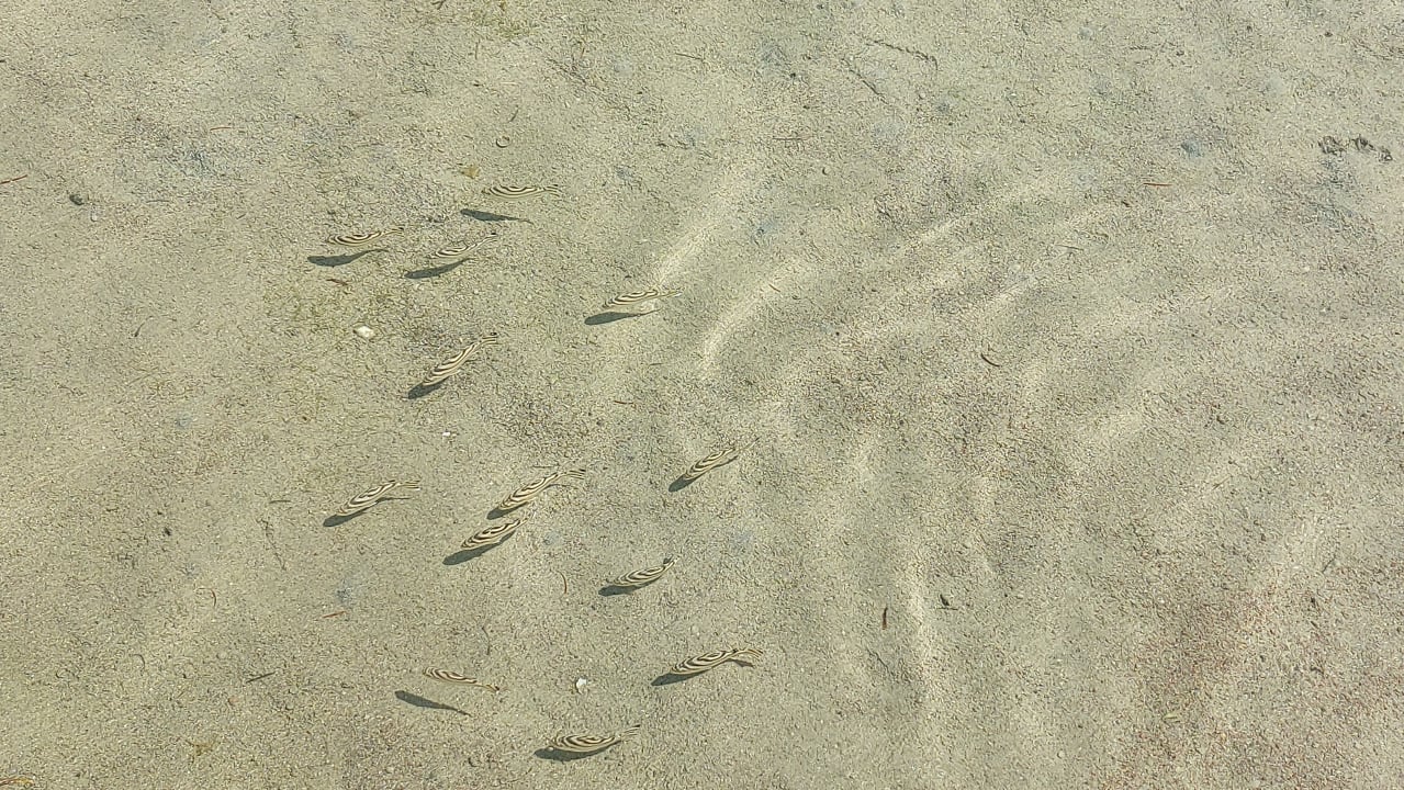 Strand Regency Plaza Aqua Park & Spa