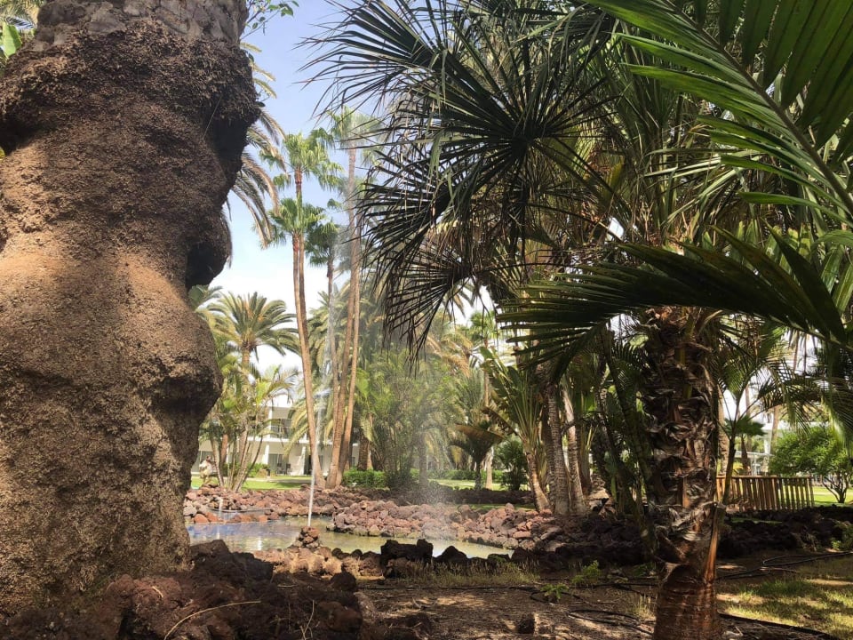 Gartenanlage Hotel Riu Palace Oasis